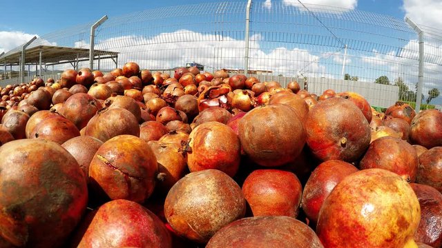 Farmers discard rot pomme grenade fruits which were not sold because farmers did not want to lower their prices. The fruits will be composted.