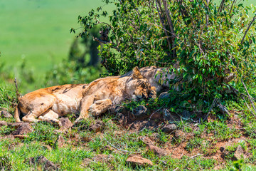 Lioness or Panthera leo rests in savanna close