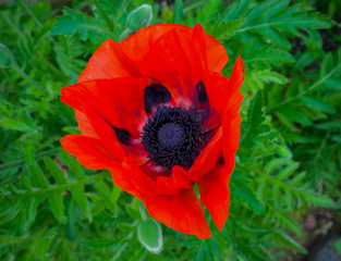Close up of a single red poppy head in rural English countryside
