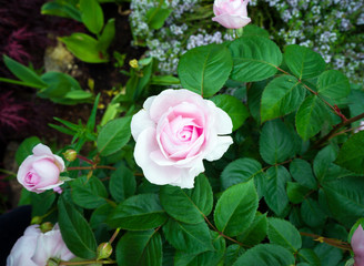 english shrub pink Olivia rose Austin