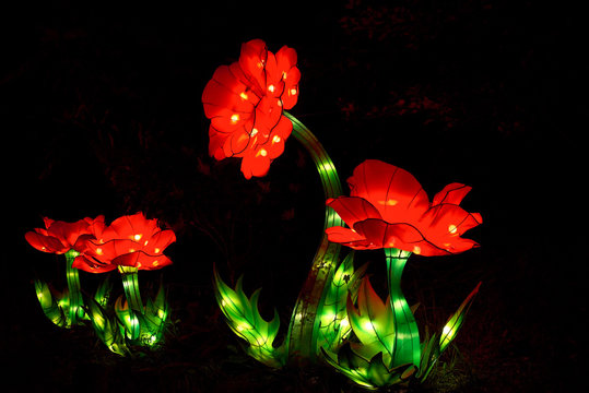 Chinese peony lanterns lit up at night
