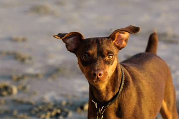 Red and tan Miniature Pinscher dog outdoor portrait