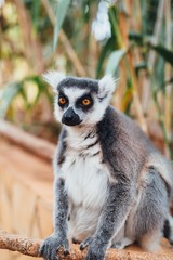 ring-tailed lemur, close-up view