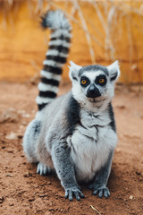 Naklejka na ściany i meble ring-tailed lemur, close-up view