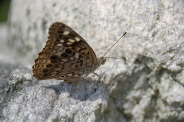 A brown and white spotted Hackberry Emperor butterfly warms itself on a stone in the warm sunshine.