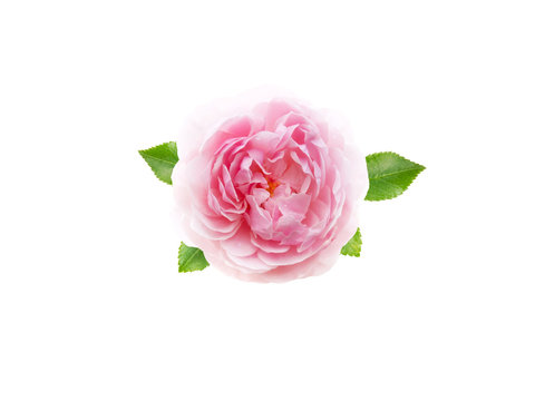Pink antique rose flower isolated on white
