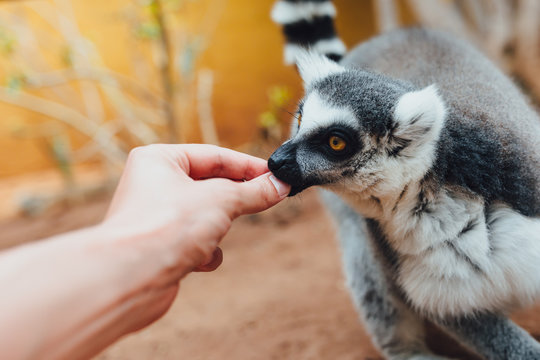 ring-tailed lemur feeding in contact zoo