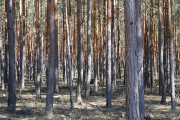 pine tree forest - coniferous trees