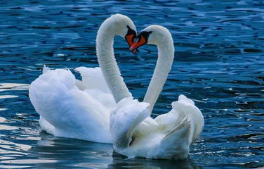 Sierkussen Beautiful swan love heart symbol © Bobby