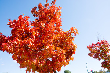 真っ赤に色づいたアカナラの葉