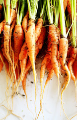 Fresh Carrots