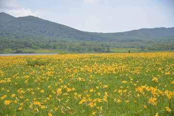 雄国沼とニッコウキスゲ