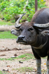 Close up of Thai buffalo head.