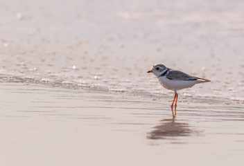 Piping Plover (Charadrius melodus), on the conservation Red Watch list, walks across the ocean water in soft morning light