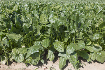 Spinachs furrows at local farm ecological farm