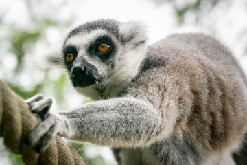 Fototapeta premium Portrait of Ring-tailed Lemur.