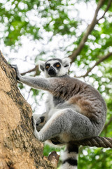 Portrait of Ring-tailed Lemur.