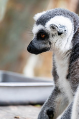 Portrait of Ring-tailed Lemur.