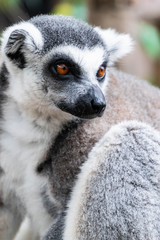 Portrait of Ring-tailed Lemur.