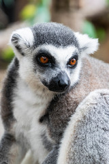 Portrait of Ring-tailed Lemur.