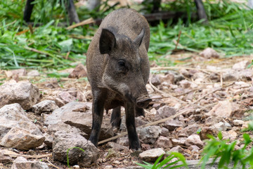 Portrait of wild boar are standing.