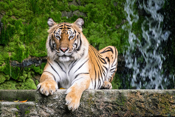 Siberian tigers are resting on the stone.
