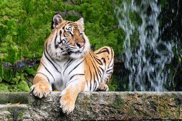 Siberian tigers are resting on the stone.