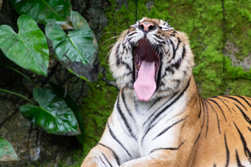 Portrait of Siberian tigers are resting.