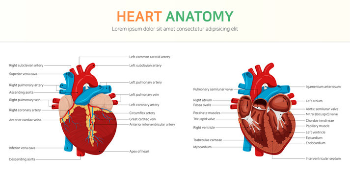 Anatomy of the Heart