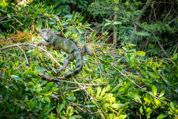 Green Iguana