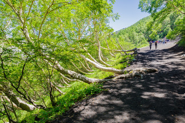 Fototapeta premium Curved Trees by Snow Load on the trail up to Summit of The Mt. Fuji in Japan