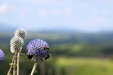 ヒゴタイの花に蜜を求める蜜蜂達