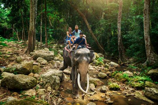 tourist couple riding elephant through thai jungle by river on koh samui thailand