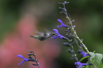 GArden Highlights