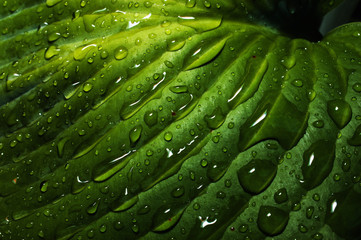 Raindrops on Leaf