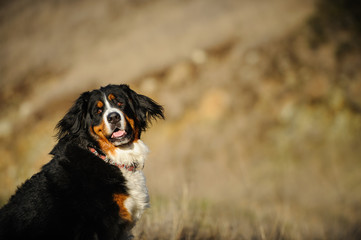 Bernese Mountain Dog outdoor portrait in natural environment