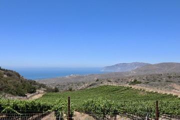 Fototapeta na wymiar vineyard on catalina island 