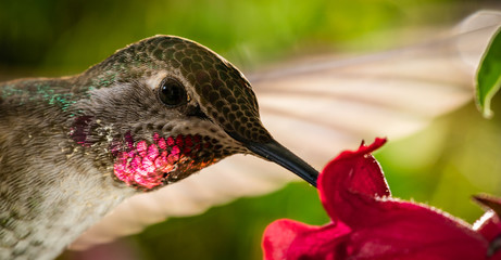 Head shot of hummingbird with reflective red chin