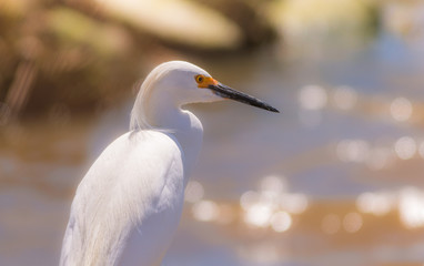Snowy Egret (Egretta thula) is elegant in soft morning light
