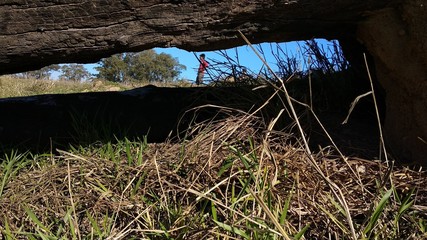man between the trunk