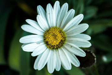 Obraz premium daisy, flower, white, nature, summer, yellow, spring, garden, plant, green, macro, blossom, bloom, camomile, beauty, petal, flowers, chamomile, flora, meadow, grass, petals, floral, beautiful, bright