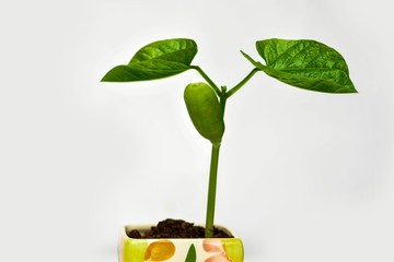 Sprout in a pot on a white background.