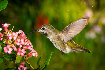 Hummingbird visits pink flowers