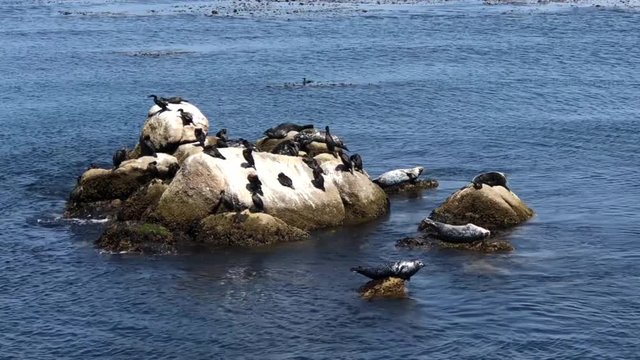4K HD Video of several seals hauled out on rocks in shallow water with double crested cormorants. Harbor seals are solitary, but are gregarious when hauled out and during the breeding season.