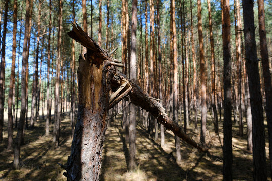 broken pine tree trunk in coniferous  forest