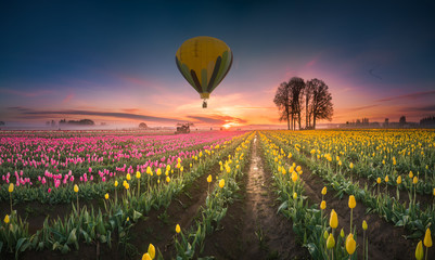 This is a photograph of a hot air balloon hovering over tulip field at dawn