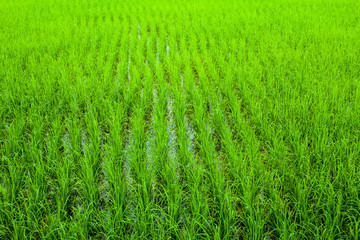 Jasmine Rice Field