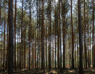  inside  pine tree forest - coniferous trees