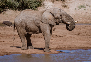 Elephant stands on edge of water while drinking