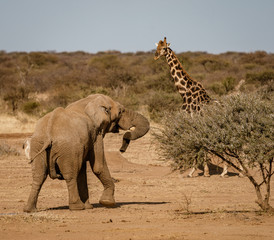 Elephant approachs a giraffe